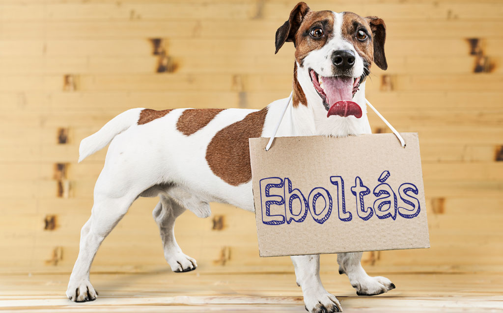 Eboltás 2026